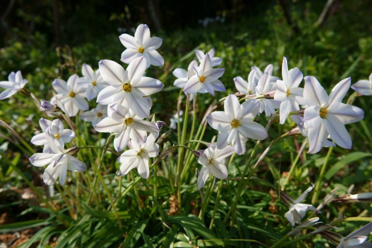 Sternblume: So kultivieren Sie den Frühlingsstern im eigenen Garten
