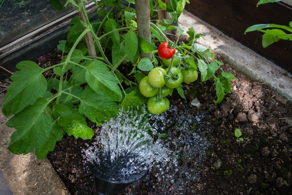 Tomaten gießen