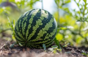 Wassermelone Reifegrad erkennen