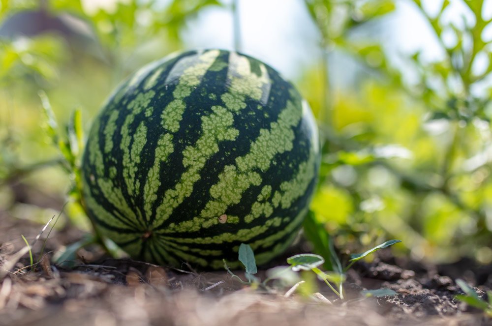 Melone Reifegrad erkennen – So finden Sie die optimale Melone