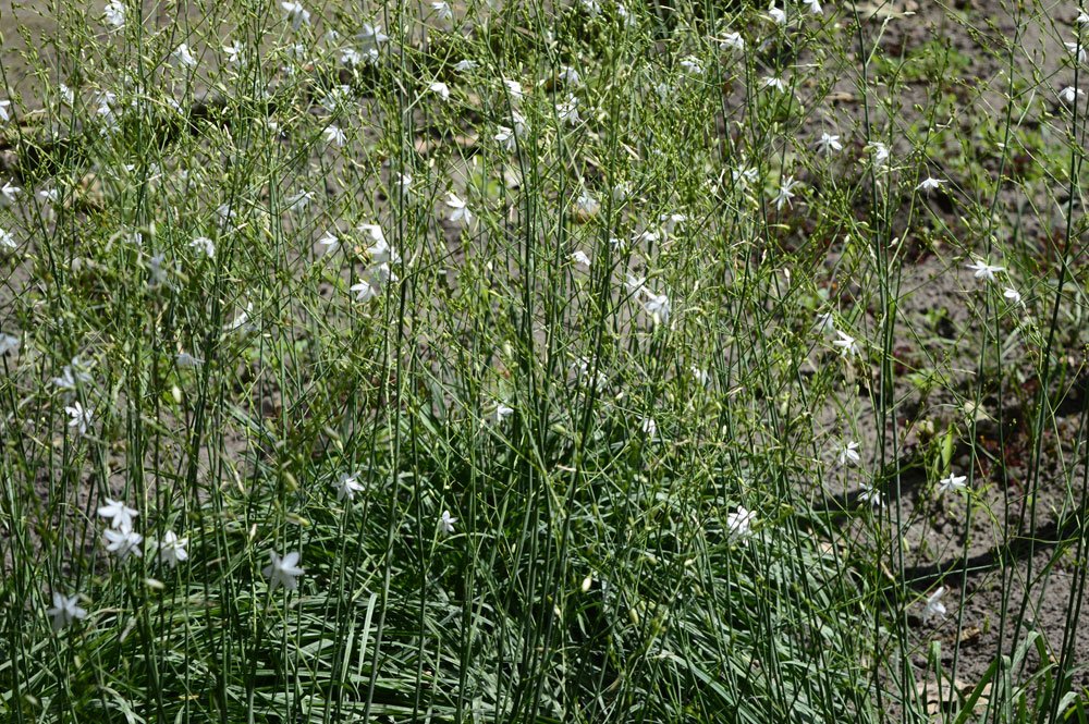 Ästige Graslilie: Weiß-blühende Staude für trockene Standorte