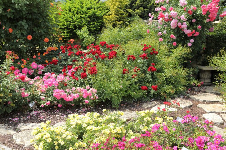 Bodendecker Rosen – 10 beliebte Sorten