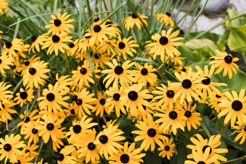 Gelber Sonnenhut – Rudbeckia pflanzen und pflegen