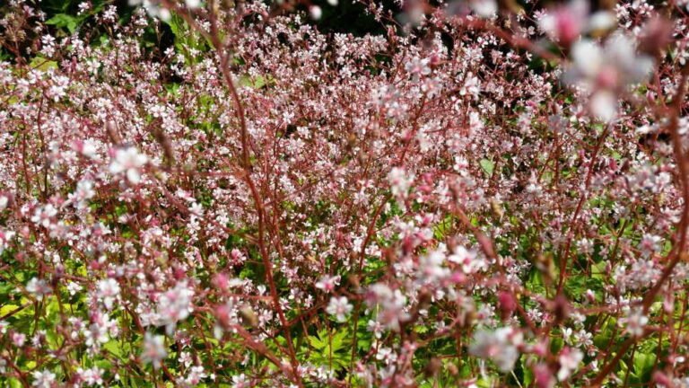 Porzellanblümchen ‚Clarence Elliott‘ – Saxifraga x urbium perfekt für den Steingarten