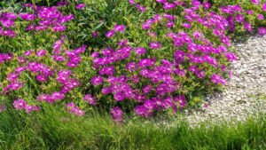 Rote Mittagsblume