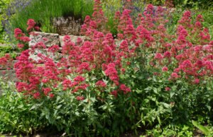 Rote Spornblume