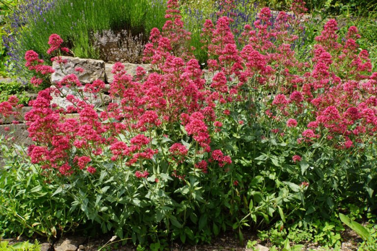 Rote Spornblume – pflanzen und pflegen