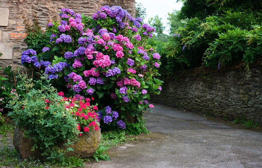 Hortensie mit voller Blütenpracht Hortenie Frostschäden