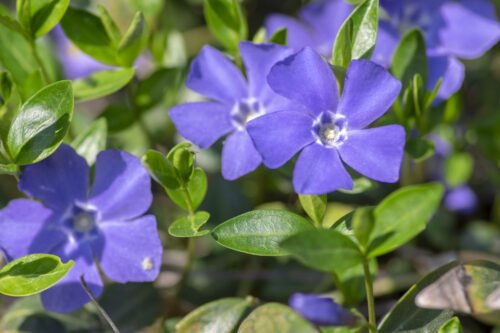 Kleines Immergrün - Tipps zur Pflanzung und Pflege