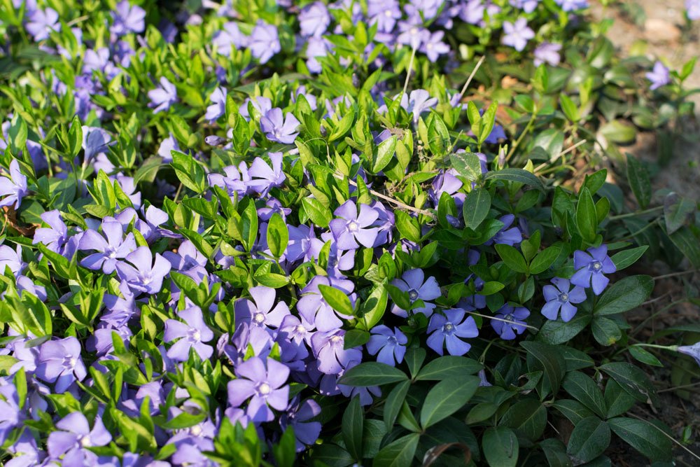 Vinca minor Kleines Immergrün