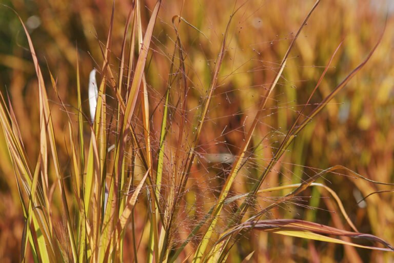 Purpur-Liebesgras – ein Süßgras für das Sonnenbeet