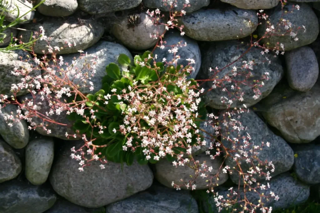 Porzellanblümchen Saxifraga x urbium