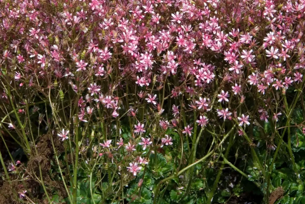 Porzellanblümchen Clarence Elliott ist eine pflegeleichte Staude für den Steingarten.