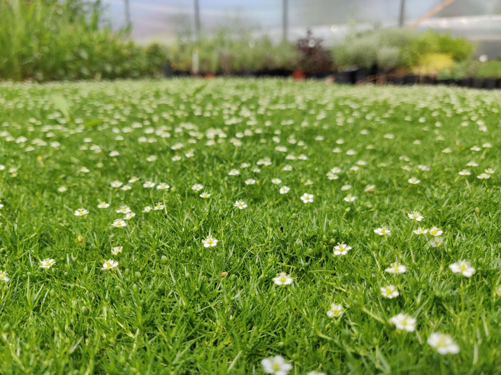 Sternmoos Schädlinge und Krankheiten