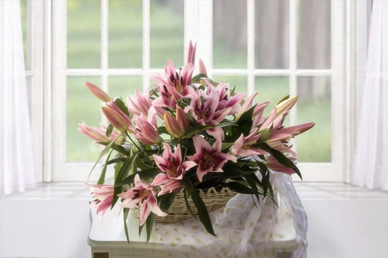 Lilien Pflege im Topf – Tipps für Zimmerpflanzen