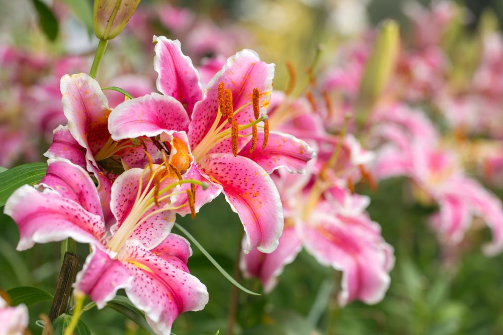 Lilien Pflege – Tipps für Beetpflanzen