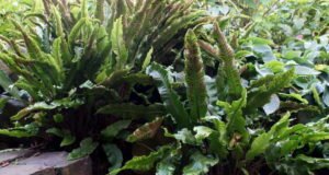 Stauden & Ziergräser auf Gartentipps.com