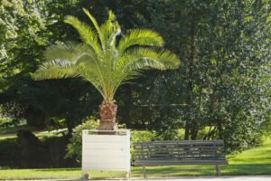 Kanarische Dattelpalme im Kübel