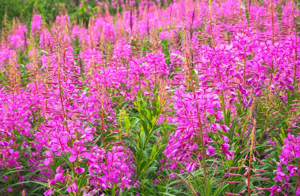 Weidenröschen – bienenfrendliche Staude mit imposanter Blüte