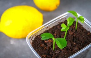 Zitronenbaum - junge Pflanze