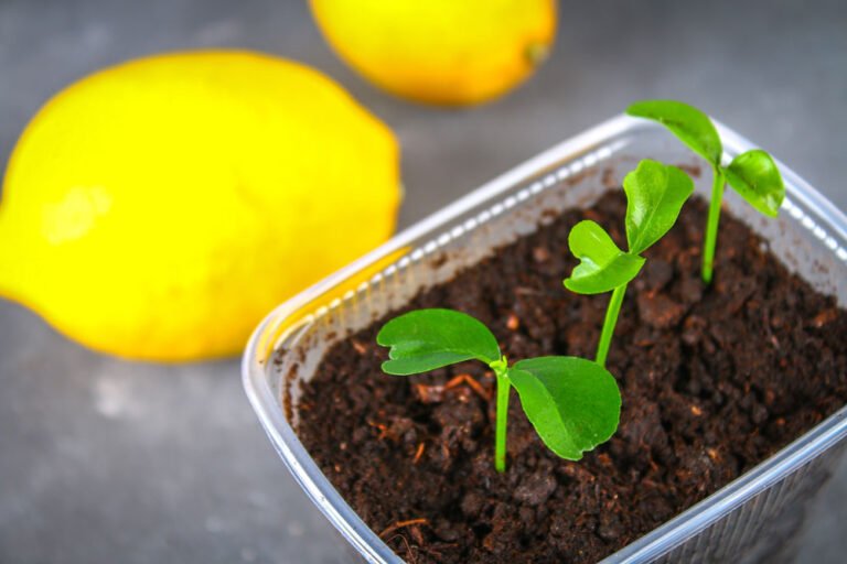 Zitronenbaum - junge Pflanze