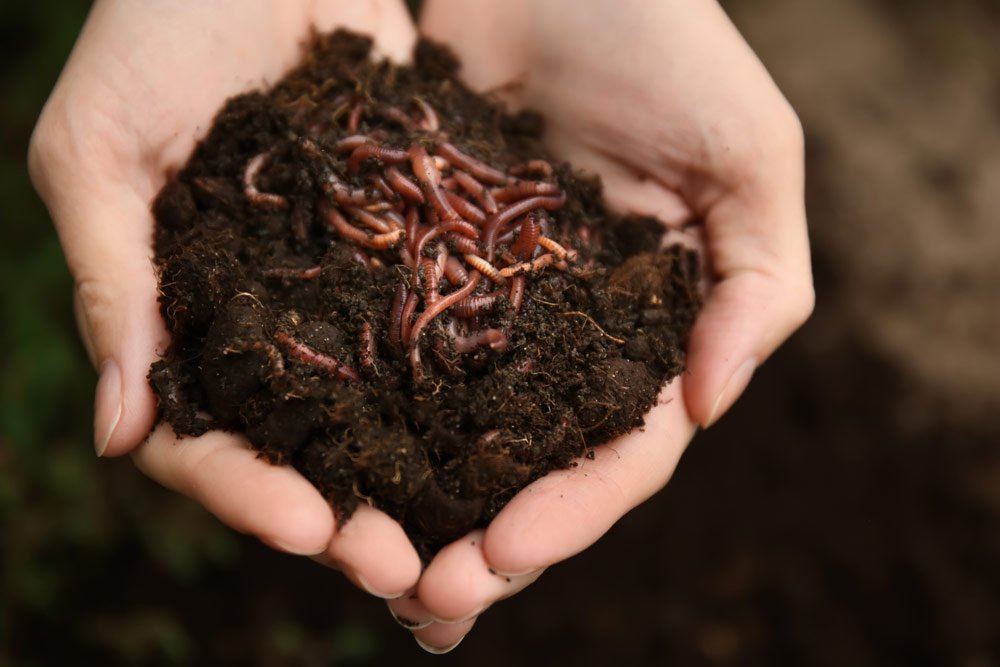 BIOTICA Kompostwürmer Gartenwürmer 400gr für Kompost Humus Kalifornische rote Regenwürmer Eisenia fetida ausgezeichnet für die häusliche Kompostierung 