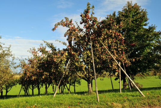 Apfelbaum mit Aststützen