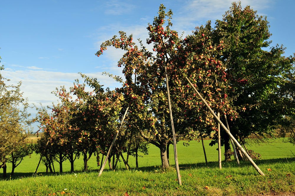 Zu viele Früchte lassen die Äste abbrechen Apfelbaum mit Aststützen