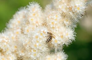 Schattenstauden für Bienen