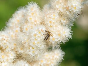 5 bienenfreundliche Stauden, die im Schatten blühen und gedeihen Schattenstauden für Bienen
