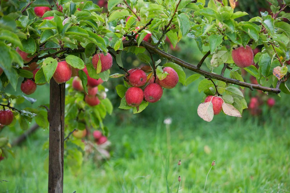 Aus zwei Konstruktionsholzleisten können Sie im Nu eine Stütze bauen T-Stütze für Obstbaumäste