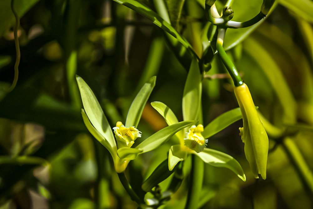 Vanillepflanzen züchten: 2 Möglichkeiten zum Vermehren der Exoten
