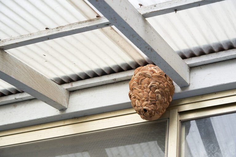 Wespen Nestbau verhindern: 8 nützliche Tipps