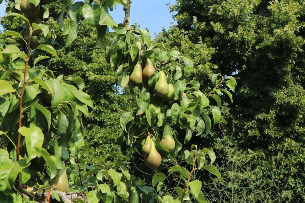 Bosc's Flaschenbirne mit langgezogenen braunen Birnen.