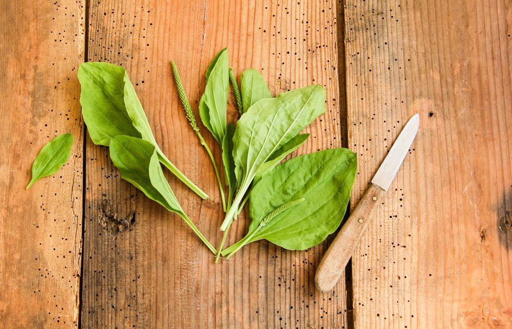 geerntete Breitwegerichblätter Breitwegerich ernten
