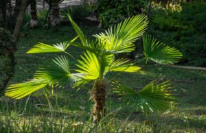 Chinesische Hanfpalme