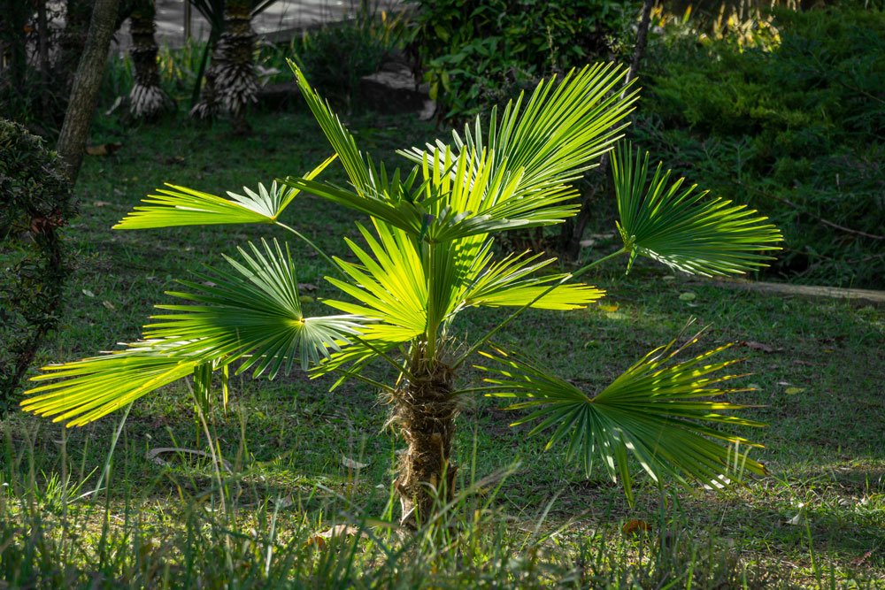 Exotische Hanfpalme – so gelingt die Aufzucht der winterharten Palme im Garten