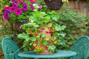 Erdbeeren im Topf