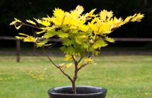 Japanischer Golahorn 'Aureum'