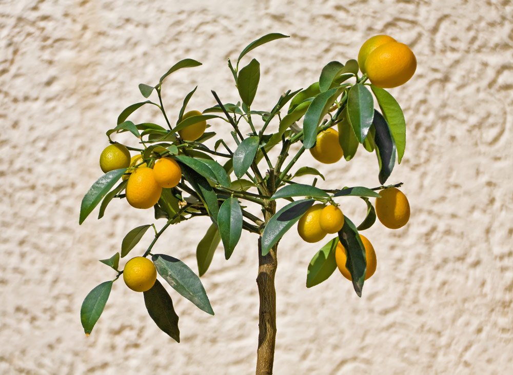 Kumquats – Eigenschaften, Pflege und Vermehrung der Zwergorange