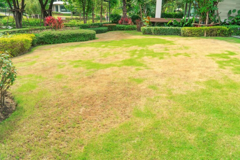 Rasen überdüngt – Anzeichen & Maßnahmen zur Behandlung