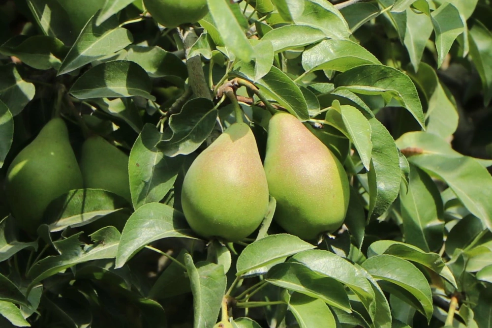 Alexander-Lucas-Birnen mit großen gelbgrünen Früchten.