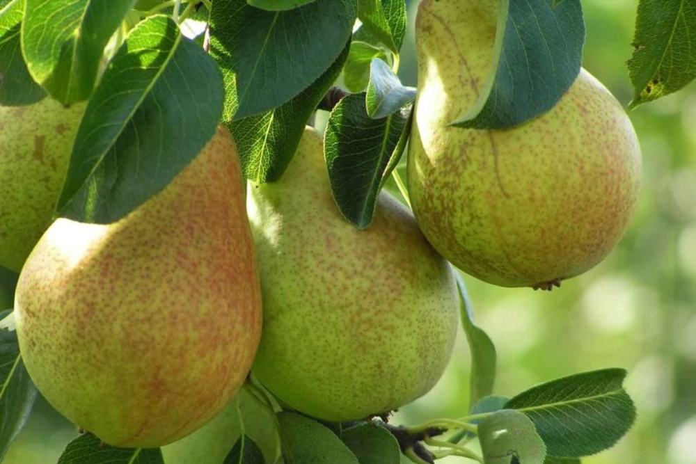 Pastorenbirne mit länglichen gelbgrünen Früchten.