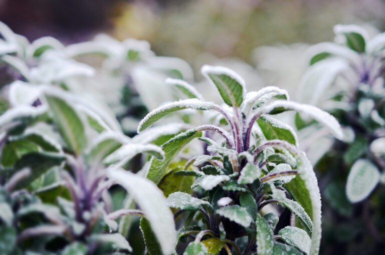 15 winterharte Kräuter: Diese Kräuter können Sie auch im Winter ernten