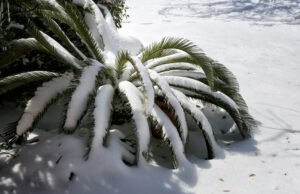 winterharte Palmen