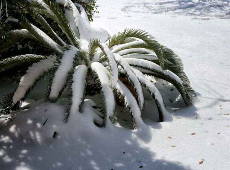 winterharte Palmen