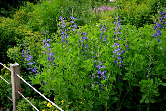 Indigolupine pflanzen, pflegen und schneiden