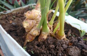 selbst vermehrter Ingwer