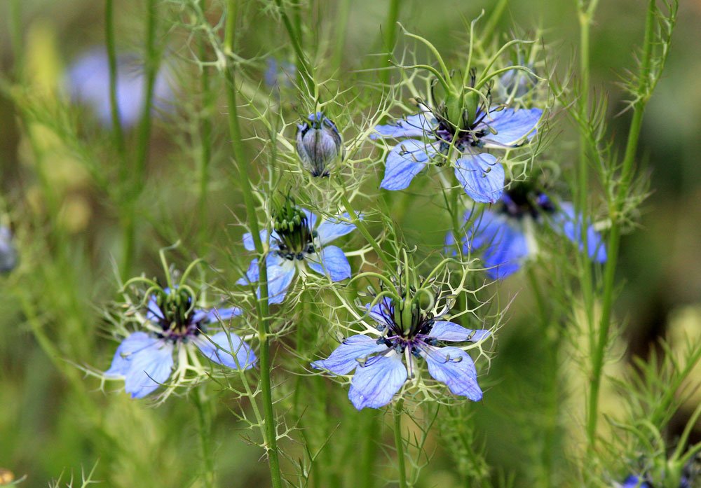 Jungfer im Grünen im Garten Jungfer im Grünen