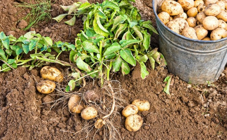 Kartoffeln im Eimer anbauen – Anleitung